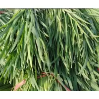韭菜一批(4.2元/kg*1.5Kg)
