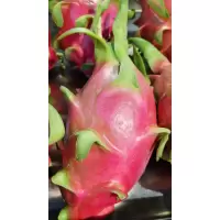 火龙果,单果0.5斤以上,当季鲜果