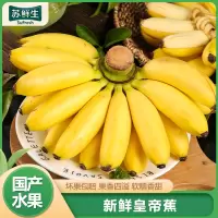 [苏鲜生]国产皇帝蕉香蕉 带箱9斤装 美人蕉 孕妇水果宝宝辅食 新鲜当季苹果香蕉 国产热带水果