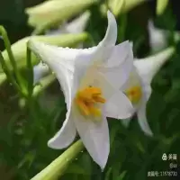 百合 包