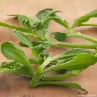冰草一批(14.1元/kg*0.5kg)