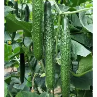 黄瓜一批(2.9元/kg*2.5kg)