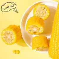 玉米(c)根