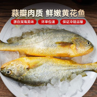 健龙 企业优选 大黄花鱼 深海速冻国产东海大黄花鱼 海鲜水产 1条装 1.4斤-1.6斤/条