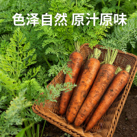 [西沛生鲜]新鲜胡萝卜 5斤 水果胡萝卜新鲜蔬菜生吃水果型脆甜当季