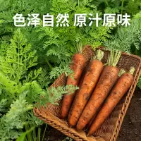 [西沛生鲜]新鲜胡萝卜 5斤 水果胡萝卜新鲜蔬菜生吃水果型脆甜当季
