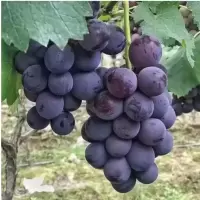 新鲜巨峰葡萄