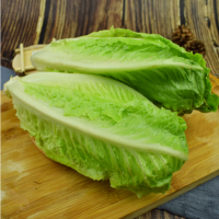 新鲜美味罗马生菜