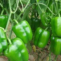 新鲜美味青圆椒