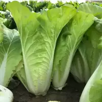 新鲜美味快菜