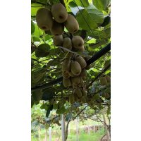 湘西红心富硒猕猴桃一件带箱(40个)