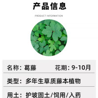 葛根葛藤种子绿化护坡固土 50斤/袋 单位:1袋