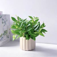 云帆达绿翡翠吊兰含盆(株)