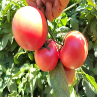 沙瓤西红柿 1kg 自然成熟 新鲜现摘