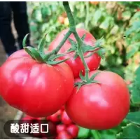 西红柿一批(5.7元/kg*0.5kg)