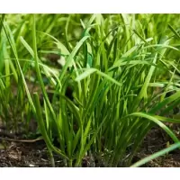 韭菜一批(4.6元/kg*0.2Kg)