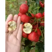 山楂特大鲜果水果3斤(5件起订)