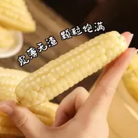 [西沛生鲜]云南新鲜拇指玉米 白糯玉米 2斤 黏玉米甜糯玉米袋装粘玉米黄糯玉米现摘