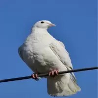 鲜净鸽子 只