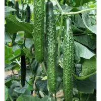 黄瓜一批(5.67元/kg*11.9kg)