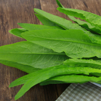 一级油麦菜 新鲜蔬菜 当天采摘 1kg