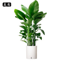 是尚 天堂鸟绿植 一瓶