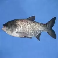 白鲢 kg