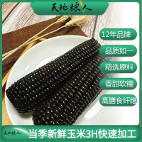 天地粮人玉米东北糯玉米真空包装黑糯1800g左右代餐