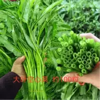 空心菜kg