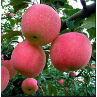 苹果(红富士) kg