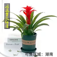 JAV 鸿运当头盆栽植物大红星带花绿植源头直发 50-60cm(原盆)-可售区域:湖南