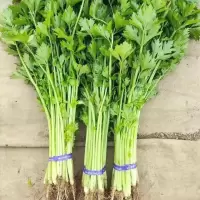 毛芹( 新鲜)