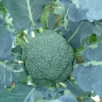西蓝花( 新鲜)