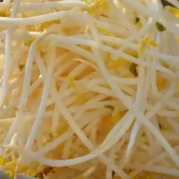 绿豆芽(新鲜)