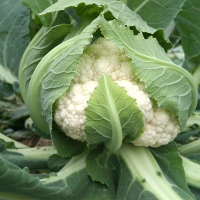 有机花菜(新鲜)