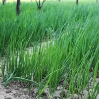 小葱( 新鲜)