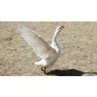 大白鹅一批(21.6元/kg*27.2kg)