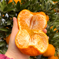 [熊猫鸟]新鲜云南椪柑 净重5斤 大果 单果70-75mm 个头均匀 口感甜蜜 饱满多汁当季水果