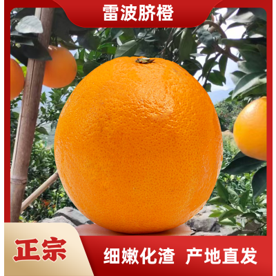耕遇 大凉山雷波脐橙 大果 净重5斤