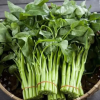 鑫牧盟空心菜/斤