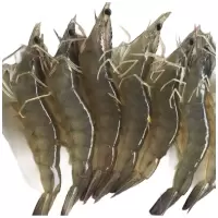 鑫牧盟鲜活沙虾/斤(22-25个头)