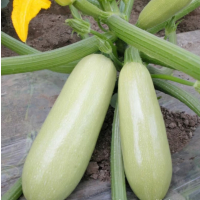 鑫牧盟荀瓜(西葫芦)/斤
