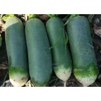 鑫牧盟青萝卜/斤