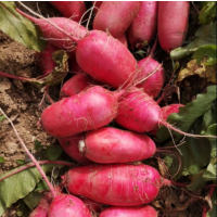 鑫牧盟红皮萝卜/斤