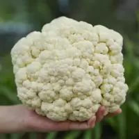 苏宁宜品菜花500g本地自种 新鲜菜花花椰菜新鲜时令蔬菜