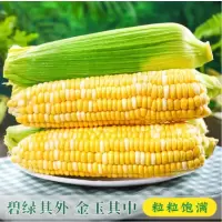 苏宁宜品玉米棒500g新鲜玉米甜鲜玉米棒