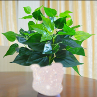 绿植系列环保装饰 单盆装