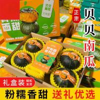 阳光圈 正宗贝贝南瓜 粉面香甜糯小南瓜 新鲜蔬菜 源头直发 净 4.5斤 礼盒(5-6个)