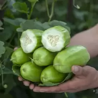 西葫芦( 新鲜)