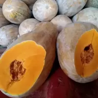 长南瓜(新鲜)